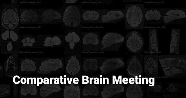 Mari giving a keynote talk at the Comparative Brain Meeting