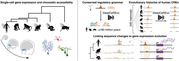 A major chapter of Mari’s postdoctoral work in the Kaessmann lab published in Science.