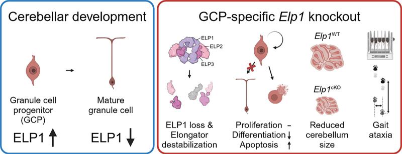 Loss of Elp1 in cerebellar granule cell progenitors models ataxia phenotype of Familial Dysautonomia
