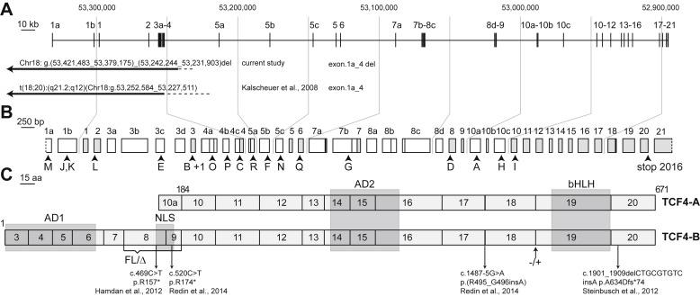 Partial deletion of TCF4 in three generation family with non-syndromic intellectual disability, without features of Pitt-Hopkins syndrome