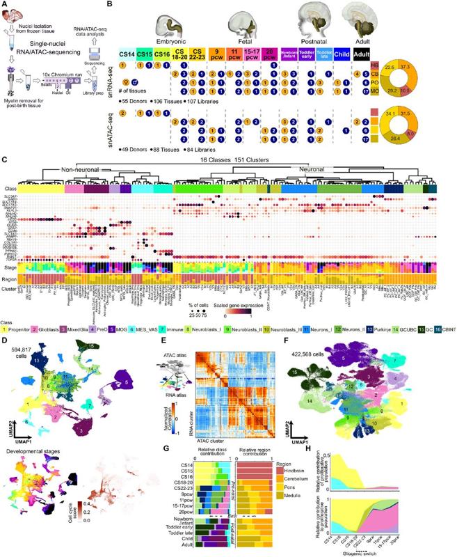 PREPRINT: A multi-omics atlas of human hindbrain development