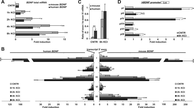 Identification of cis-Elements and Transcription Factors Regulating Neuronal Activity-Dependent Transcription of Human BDNF Gene
