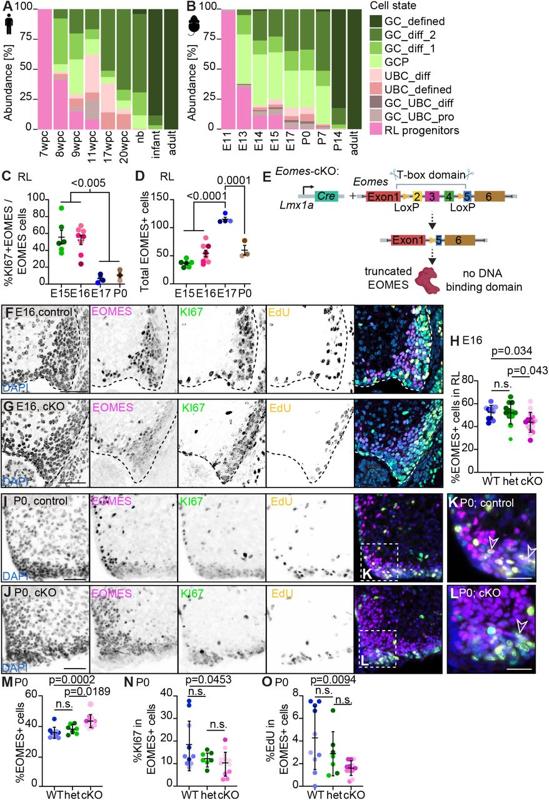 PREPRINT: Conserved cerebellar rhombic lip compartmentalization and Eomes regulatory networks govern unipolar brush cell development