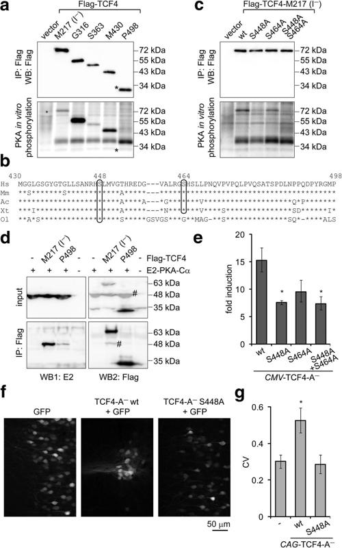 The Intellectual Disability and Schizophrenia Associated Transcription Factor TCF4 Is Regulated by Neuronal Activity and Protein Kinase A