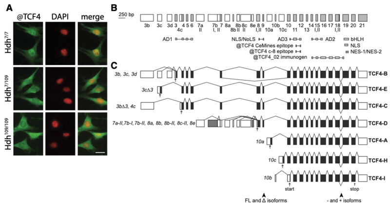 Isoform-Specific Reduction of the Basic Helix-Loop-Helix Transcription Factor TCF4 Levels in Huntington’s Disease