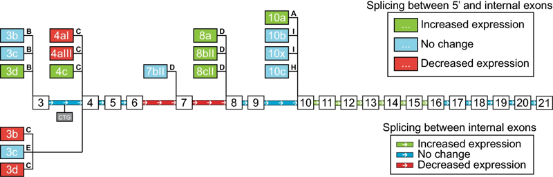 The Fuchs corneal dystrophy-associated CTG repeat expansion in the TCF4 gene affects transcription from its alternative promoters