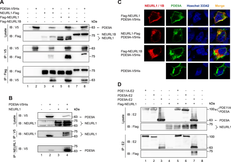 Neuralized family member NEURL1 is a ubiquitin ligase for the cGMP-specific phosphodiesterase 9A