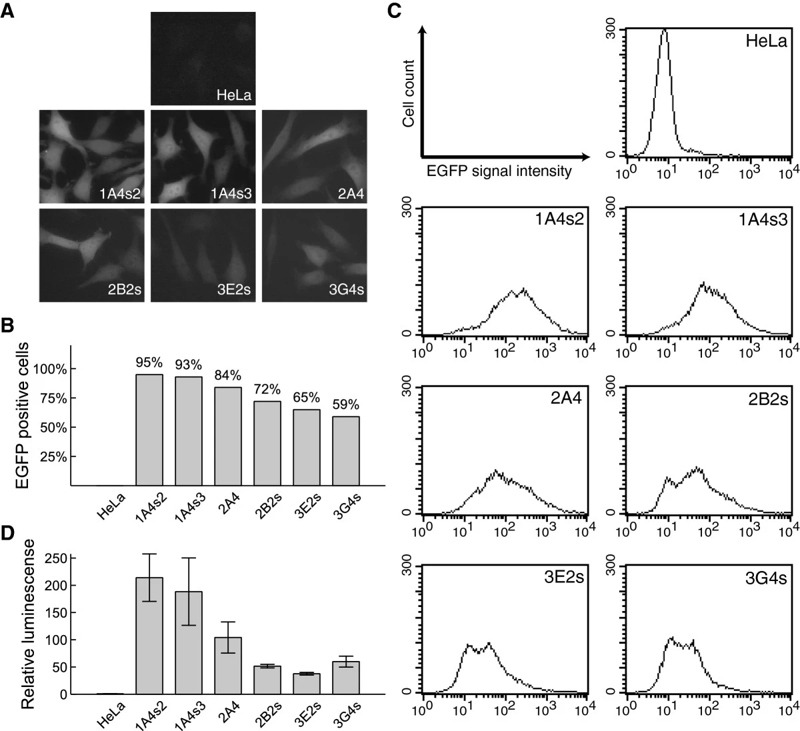 BAC-based cellular model for screening regulators of BDNF gene transcription