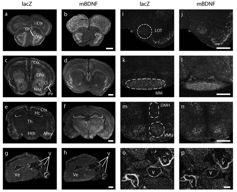 BAC transgenic mice reveal distal cis‐regulatory elements governing BDNF gene expression