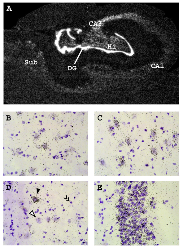 Tissue-specific and neural activity-regulated expression of human BDNF gene in BAC transgenic mice