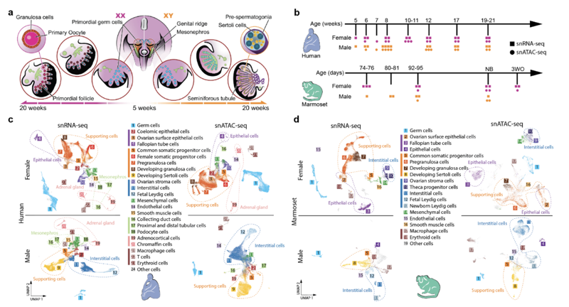 PREPRINT: The evolution of gene regulatory programs controlling gonadal development in primates
