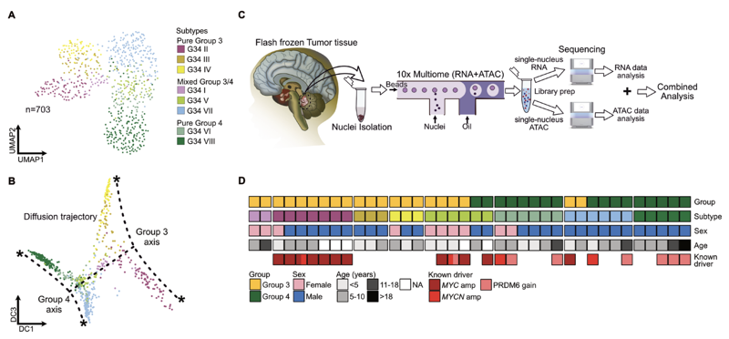 PREPRINT: Cell-state plasticity drives heterogeneity in Group 3/4 medulloblastoma