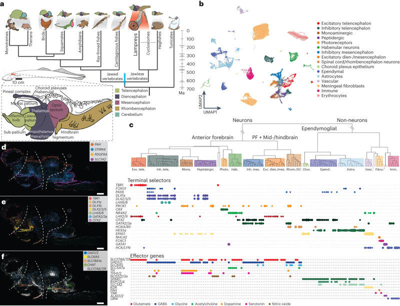 A lamprey neural cell type atlas illuminates the origins of the vertebrate brain