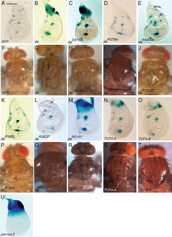 Introducing Pitt-Hopkins syndrome-associated mutations of TCF4 to Drosophila daughterless