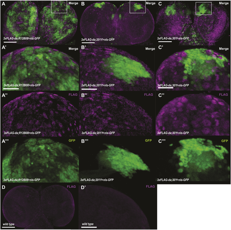 Daughterless, the Drosophila orthologue of TCF4, is required for associative learning and maintenance of the synaptic proteome