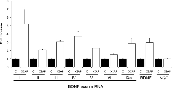 NF‐κB‐dependent regulation of brain‐derived neurotrophic factor in hippocampal neurons by X‐linked inhibitor of apoptosis protein
