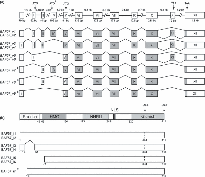 N‐terminally truncated BAF57 isoforms contribute to the diversity of SWI/SNF complexes in neurons