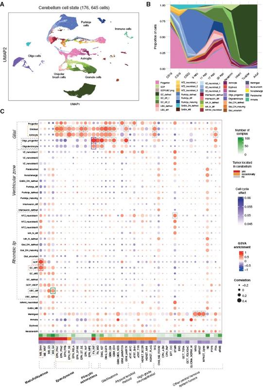 Mapping pediatric brain tumors to their origins in the developing cerebellum