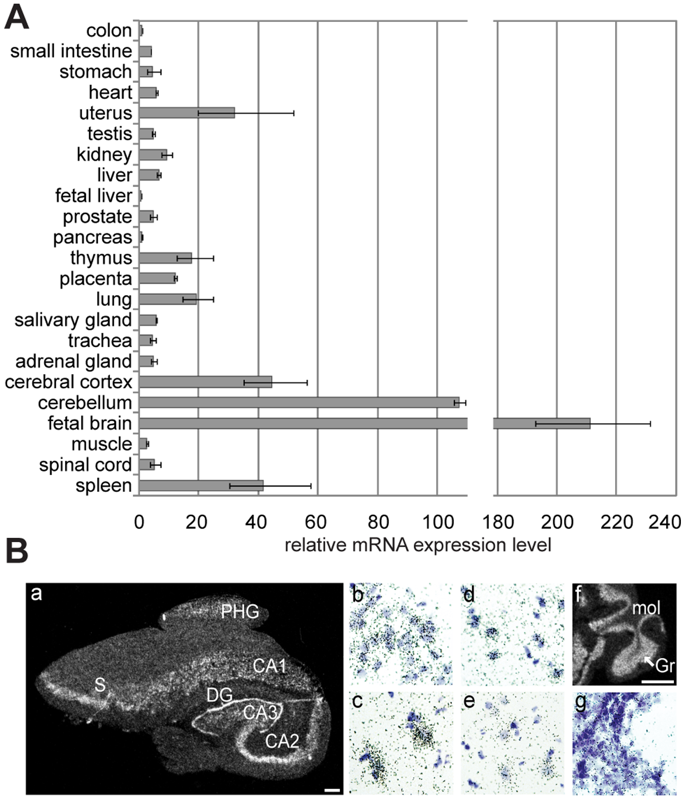 Functional Diversity of Human Basic Helix-Loop-Helix Transcription Factor TCF4 Isoforms Generated by Alternative 5′ Exon Usage and Splicing