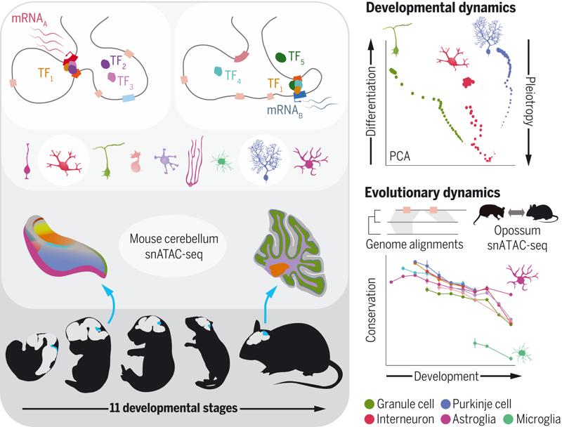 Developmental and evolutionary dynamics of cis-regulatory elements in mouse cerebellar cells