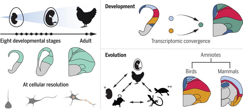 Developmental origins and evolution of pallial cell types and structures in birds