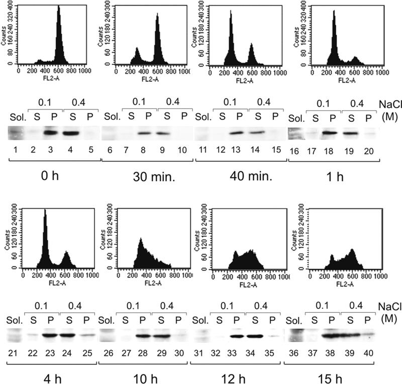 Association of Bovine Papillomavirus E2 Protein with Nuclear Structures In Vivo
